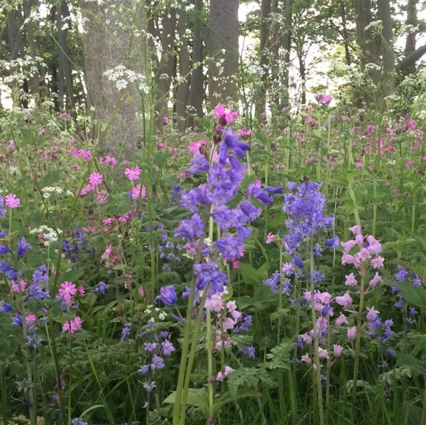 100% Woodland Wildflower Seed Mix