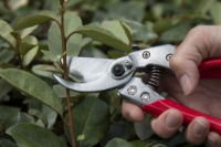 ARS VS-7XZ Professional Secateurs Small