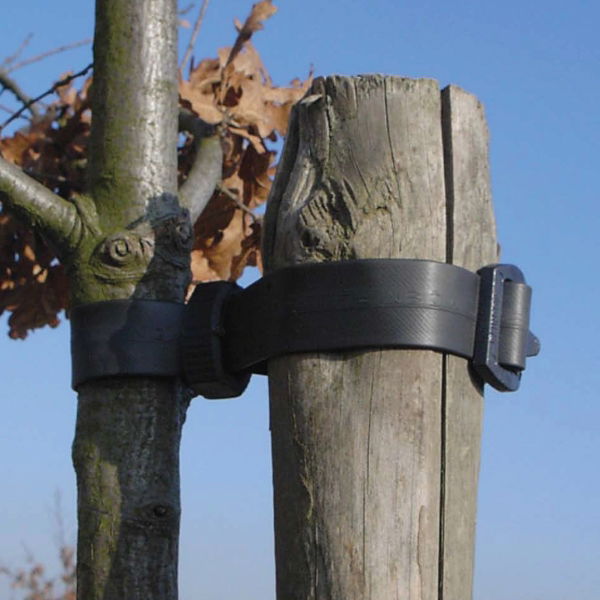 Buckle Tree Tie