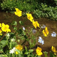 80:20 Water Margins Wildflower Seed Mix