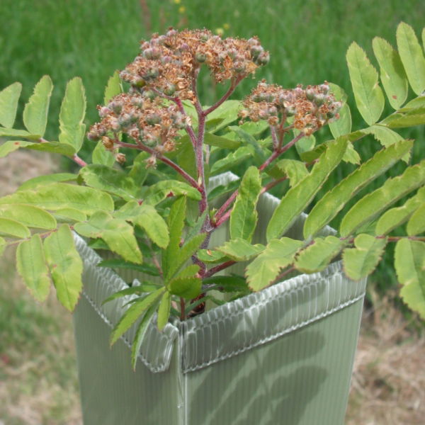 60cm Defender Shrub Shelter 