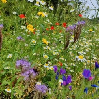 80:20 Eco Wildflower Seed Mix