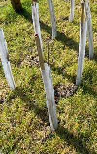 Spiral Tree Guard - 45cm (18") x 38mm Clear