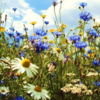 100% Premium Wildflower Seed Mix