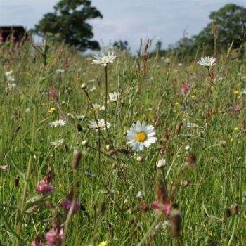 100% Dry & Sandy Wildflower Seed Mix