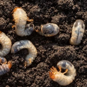 Chafer Grub