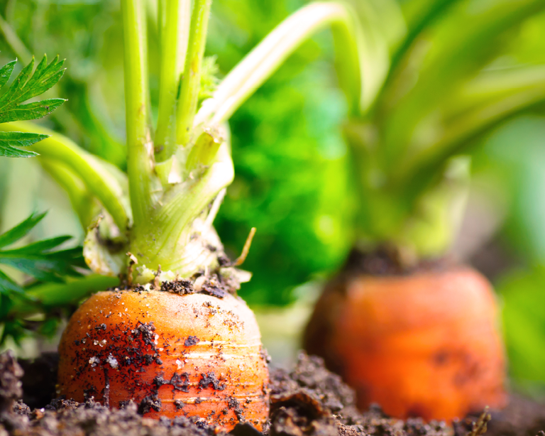 Allotment & Garden