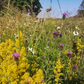 80:20 Damp & Loam Wildflower Mix