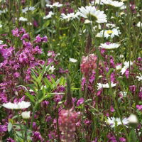 80:20 Calcareous Soils Wildflower Seed Mix