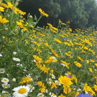 100% Fragrant Meadow Wildflower Seed Mix