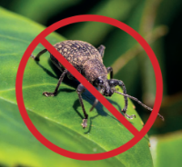 Vine Weevil Seeka®