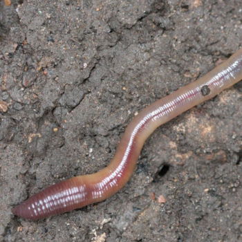 Earthworms