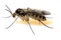 Fungus Gnat Seeka®