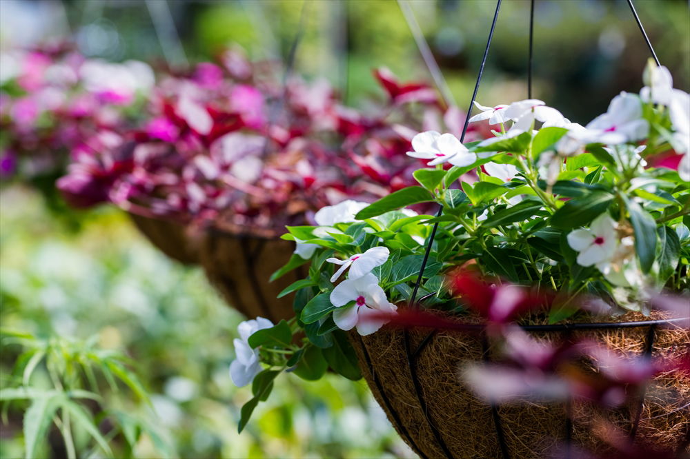 Hanging Basket