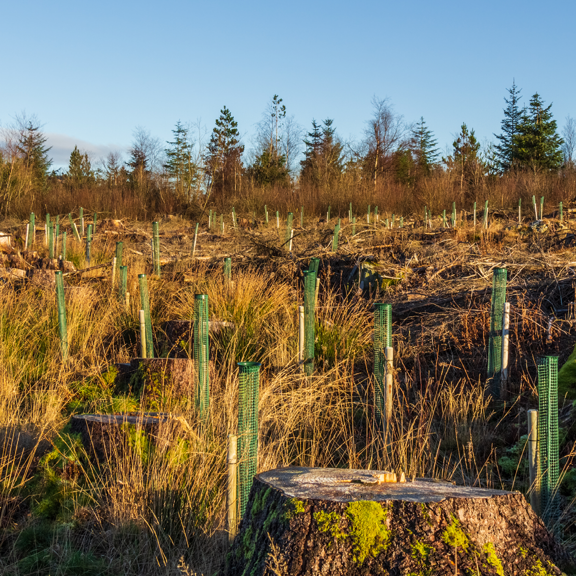 Tree Planting