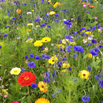 JB27 - 100% Annual Daisy Pop Wildflower Mix