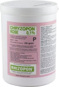 cHRYZOPON rOSE