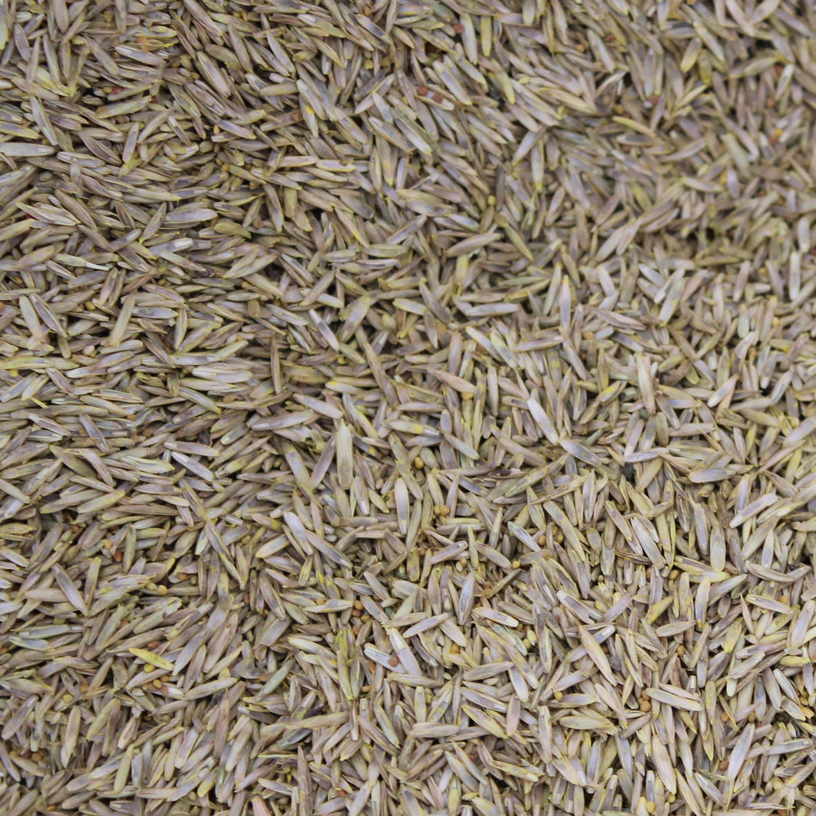 Grass Seed