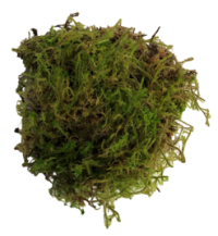 Sphagnum Moss