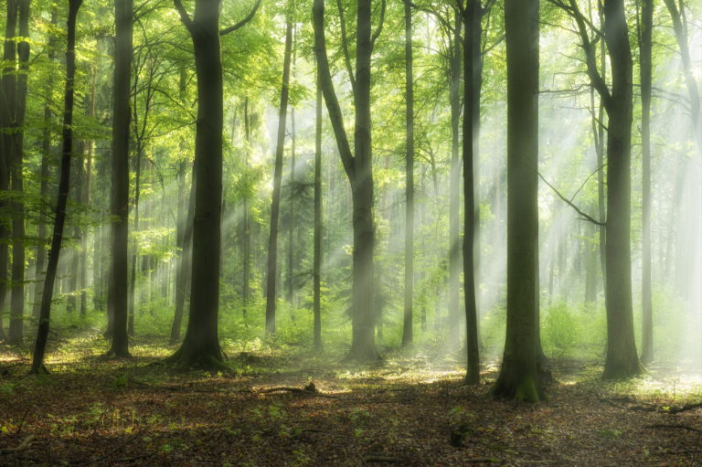 Landscape & Forestry