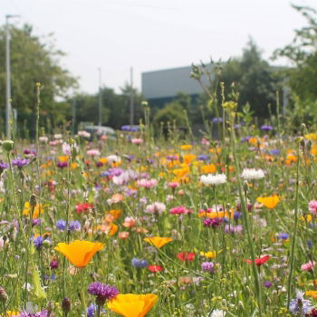 100% Bright Burst Annual Wildflower Seed Mix