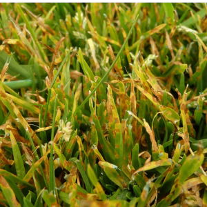 Leaf Spot