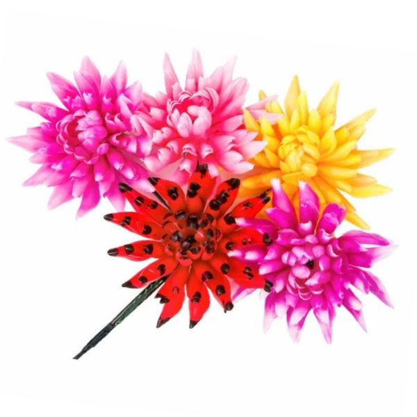 Spiked Dahlia Assorted