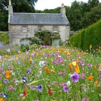 100% Dwarf Rich Meadow Wildflower Seed Mix