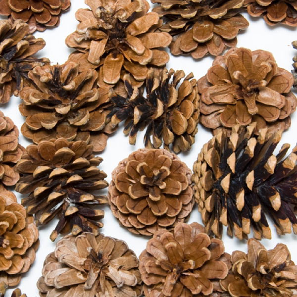 Pine Cones 