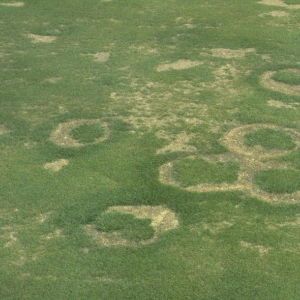 Fairy Ring 