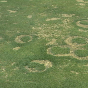 Fairy Ring 