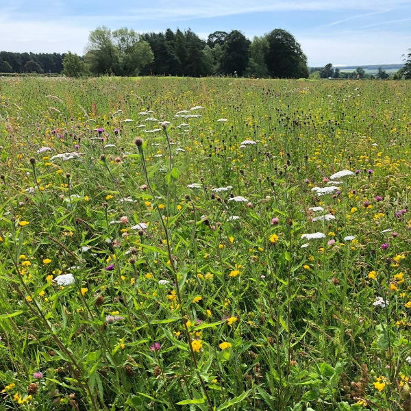 100% Heavy/Clay Soils Wildflower Seed Mix