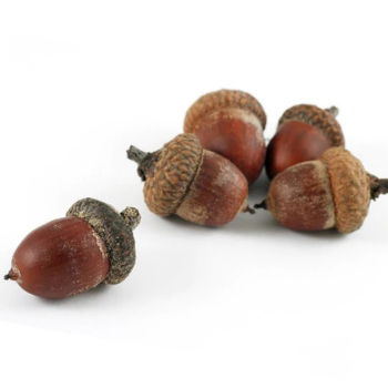 Acorns Small - Loose 