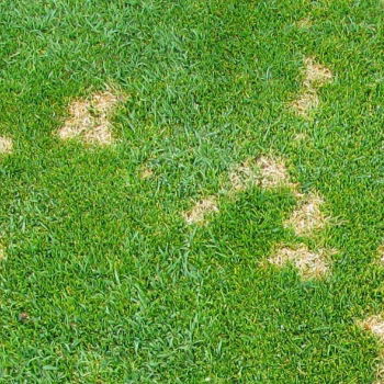 Dollar Spot