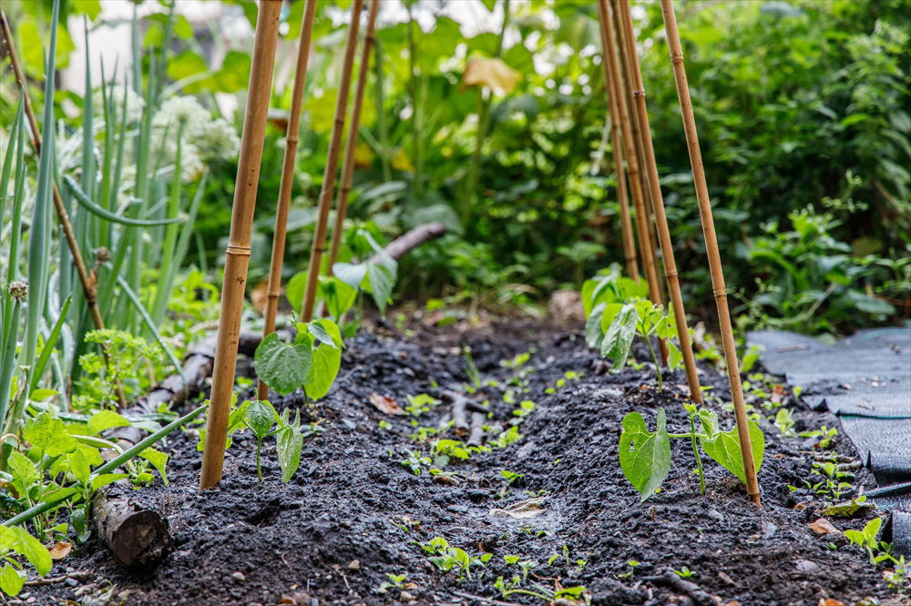 Bamboo Canes