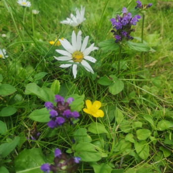 80:20 Lawn Flower Wildflower & Grass Seed Mix 