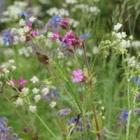 1Kg - 100%  Hedgerow 