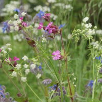 80:20 Hedgerow Wildflower & Grass Seed Mix